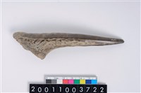 藏品(角尖器)的圖片