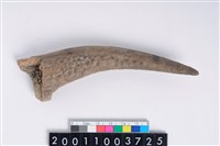 藏品(角尖器)的圖片