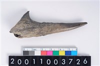 藏品(角尖器)的圖片