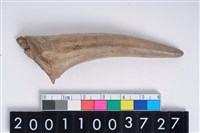 藏品(角尖器)的圖片