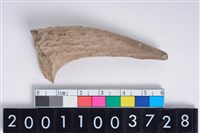 藏品(角尖器)的圖片