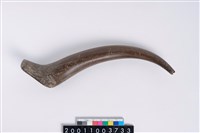 藏品(角尖器)的圖片