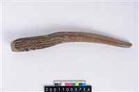 藏品(角尖器)的圖片