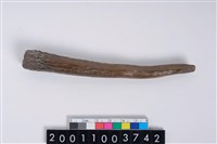 藏品(角尖器)的圖片