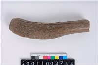 藏品(角尖器)的圖片