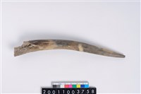 藏品(角尖器)的圖片