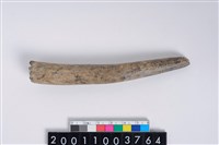 藏品(角尖器)的圖片