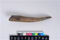 藏品(角尖器)的圖片