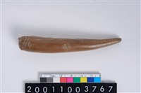 藏品(角尖器)的圖片