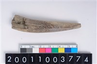 藏品(角尖器)的圖片