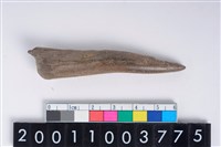 藏品(角尖器)的圖片