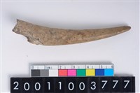 藏品(角尖器)的圖片