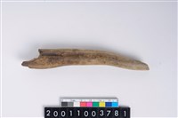 藏品(角尖器)的圖片