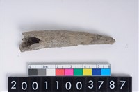 藏品(角尖器)的圖片