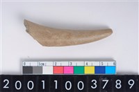 藏品(角尖器)的圖片