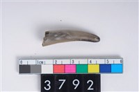 藏品(角尖器)的圖片