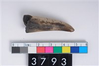 藏品(角尖器)的圖片