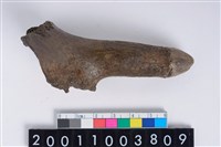 藏品(角器)的圖片