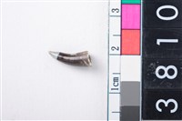 藏品(魚牙)的圖片