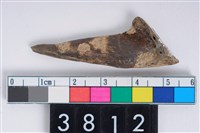 藏品(角器)的圖片