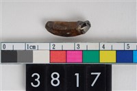 藏品(雲豹門齒)的圖片