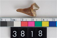 藏品(貓左下顎第1大臼齒)的圖片