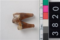 藏品(狗右下顎第1大臼齒)的圖片