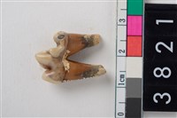 藏品(狗右下顎第1大臼齒)的圖片