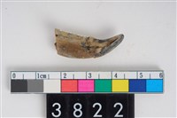 藏品(母狗右下顎犬齒與門齒)的圖片