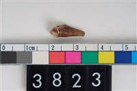 藏品(狗左下顎第2前臼乳齒)的圖片