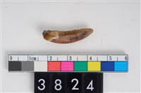 藏品(狗左下顎第1門齒與犬齒)的圖片