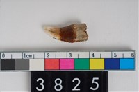 藏品(狗左下顎犬齒)的圖片