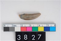 藏品(狗左下顎犬齒)的圖片