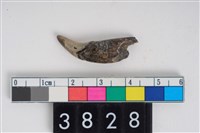 藏品(狗左下顎犬齒)的圖片