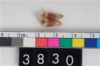 藏品(狗左下顎第4前臼齒)的圖片