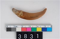 藏品(狗右上顎犬齒)的圖片