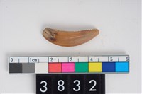 藏品(狗右上顎犬齒)的圖片