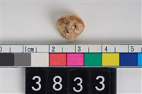 藏品(人右上顎第2大臼齒)的圖片