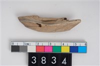 藏品(公豬下顎犬齒)的圖片