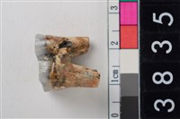 藏品(豬右下顎大臼齒)的圖片