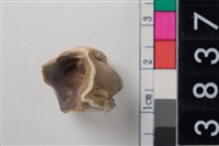 藏品(豬右下顎第2大臼齒)的圖片