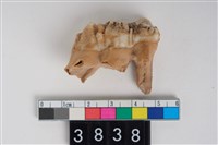 藏品(豬右下顎第3大臼齒)的圖片