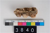 藏品(豬右下顎第3大臼齒)的圖片