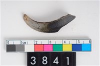 藏品(豬右下顎犬齒)的圖片