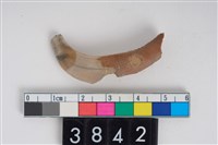 藏品(豬右下顎犬齒)的圖片