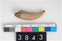 藏品(豬右下顎犬齒根)的圖片