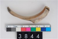 藏品(公豬右下顎犬齒)的圖片