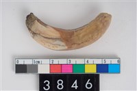 藏品(公豬右下顎犬齒)的圖片