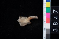 藏品(獸牙)的圖片