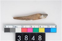 藏品(豬右下顎第2乳門齒)的圖片